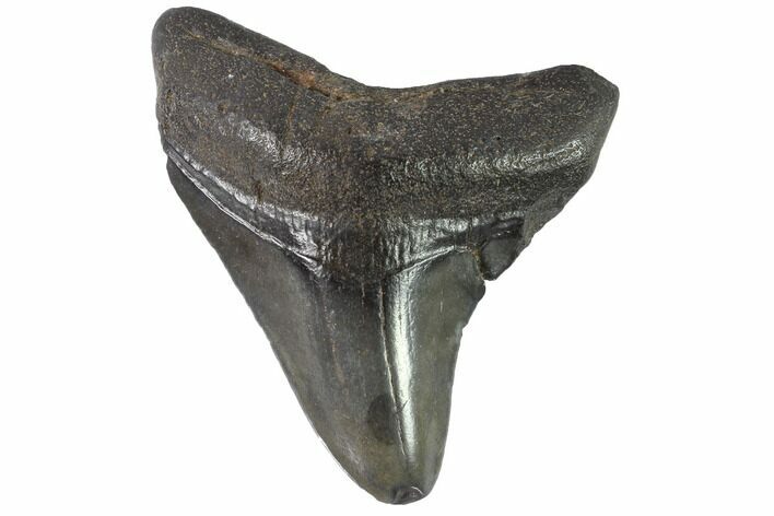 Juvenile Megalodon Tooth - Georgia #90829